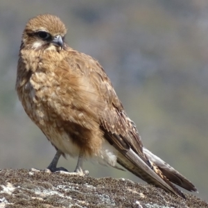 Falco berigora at Rendezvous Creek, ACT - 8 Nov 2018