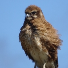 Falco berigora at Rendezvous Creek, ACT - 8 Nov 2018 09:53 AM