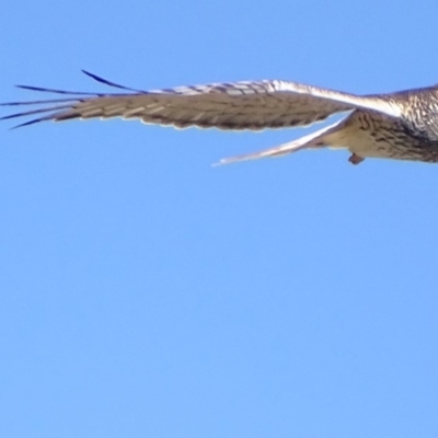 Circus approximans (Swamp Harrier) at Rendezvous Creek, ACT - 7 Nov 2018 by roymcd