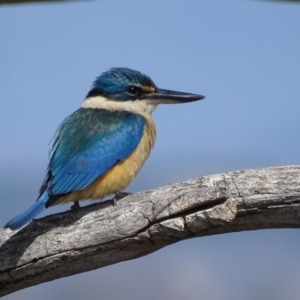 Todiramphus sanctus at Garran, ACT - 9 Nov 2018