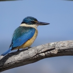 Todiramphus sanctus (Sacred Kingfisher) at Garran, ACT - 8 Nov 2018 by roymcd