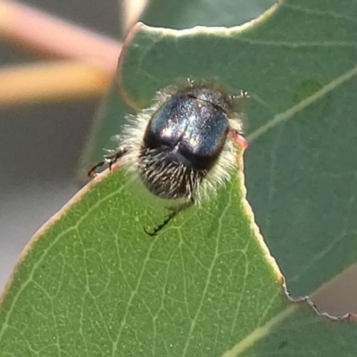 Liparetrus sp. (genus) (Chafer beetle) at Hume, ACT - 9 Nov 2018 by roymcd