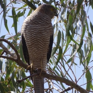 Tachyspiza fasciata at Garran, ACT - 9 Nov 2018 10:22 AM