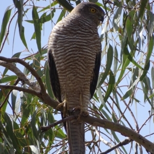 Accipiter fasciatus at Garran, ACT - 9 Nov 2018