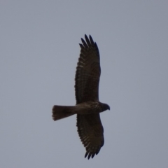 Circus approximans (Swamp Harrier) at Rendezvous Creek, ACT - 4 Nov 2018 by roymcd