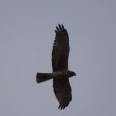 Circus approximans (Swamp Harrier) at Namadgi National Park - 4 Nov 2018 by roymcd