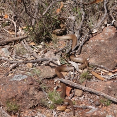 Pseudonaja textilis (Eastern Brown Snake) at Mount Majura - 14 Nov 2018 by petersan