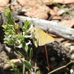 Trapezites luteus (Yellow Ochre, Rare White-spot Skipper) at Kambah, ACT - 15 Nov 2018 by MatthewFrawley