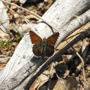 Neolucia agricola at Kambah, ACT - 15 Nov 2018