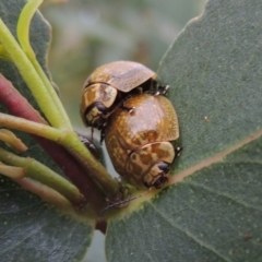 Paropsisterna cloelia (Eucalyptus variegated beetle) at Point Hut to Tharwa - 21 Jan 2015 by michaelb