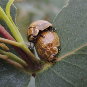 Paropsisterna cloelia at Paddys River, ACT - 21 Jan 2015 06:58 PM