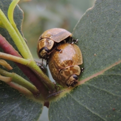 Paropsisterna cloelia (Eucalyptus variegated beetle) at Point Hut to Tharwa - 21 Jan 2015 by michaelb