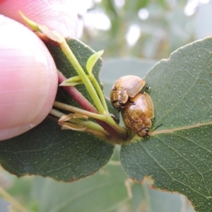 Paropsisterna cloelia at Paddys River, ACT - 21 Jan 2015 06:58 PM