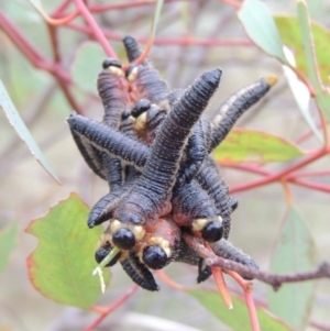 Perga sp. (genus) at Paddys River, ACT - 21 Jan 2015