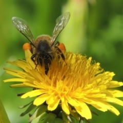 Apis mellifera (European honey bee) at Conder, ACT - 16 Nov 2018 by michaelb