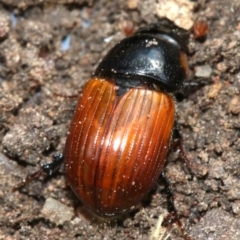Aphodius fimetarius (Red dung beetle) at Ainslie, ACT - 16 Nov 2018 by jbromilow50