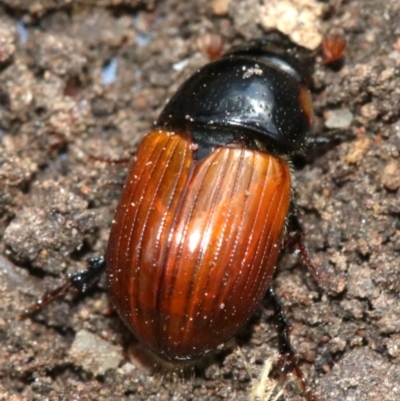 Aphodius fimetarius (Red dung beetle) at Ainslie, ACT - 16 Nov 2018 by jb2602