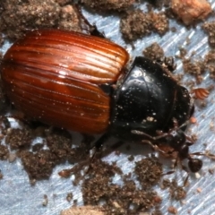 Aphodius fimetarius at Ainslie, ACT - 16 Nov 2018 05:25 PM