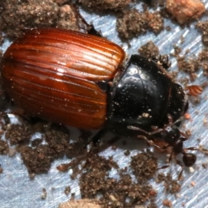 Aphodius fimetarius at Ainslie, ACT - 16 Nov 2018 05:25 PM