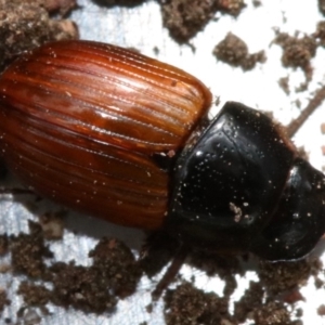 Aphodius fimetarius at Ainslie, ACT - 16 Nov 2018 05:25 PM