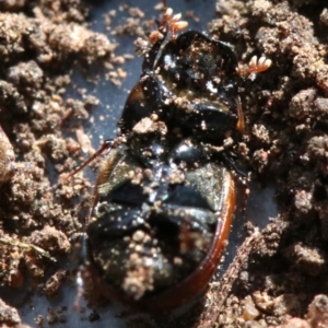 Aphodius fimetarius at Ainslie, ACT - 16 Nov 2018 05:25 PM