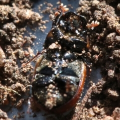 Aphodius fimetarius at Ainslie, ACT - 16 Nov 2018