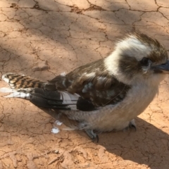 Dacelo novaeguineae (Laughing Kookaburra) at Booth, ACT - 13 Nov 2018 by RichForshaw