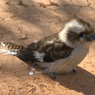 Dacelo novaeguineae (Laughing Kookaburra) at Booth, ACT - 12 Nov 2018 by Rich Forshaw