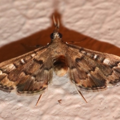 Nacoleia rhoeoalis (Spilomelinae) at Ainslie, ACT - 16 Nov 2018 by jbromilow50