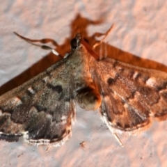 Nacoleia rhoeoalis at Ainslie, ACT - 16 Nov 2018