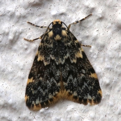 Halone coryphoea (Eastern Halone moth) at Ainslie, ACT - 16 Nov 2018 by jb2602