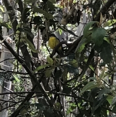 Eopsaltria australis (Eastern Yellow Robin) at Paddys River, ACT - 15 Nov 2018 by Rich Forshaw