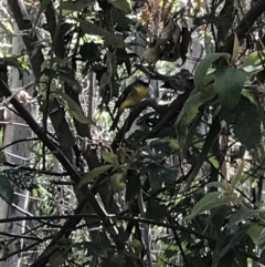 Eopsaltria australis at Paddys River, ACT - 15 Nov 2018 02:04 PM