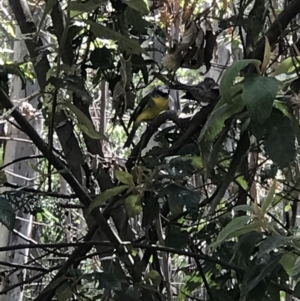 Eopsaltria australis at Paddys River, ACT - 15 Nov 2018 02:04 PM