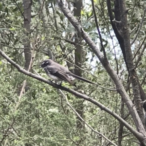 Rhipidura albiscapa at Paddys River, ACT - 15 Nov 2018