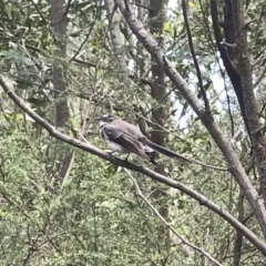 Rhipidura albiscapa at Paddys River, ACT - 15 Nov 2018