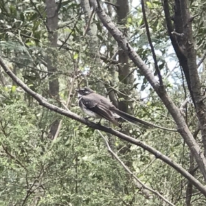 Rhipidura albiscapa at Paddys River, ACT - 15 Nov 2018 12:37 PM