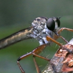 Cerdistus sp. (genus) (Slender Robber Fly) at Ainslie, ACT - 16 Nov 2018 by jbromilow50