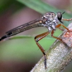 Cerdistus sp. (genus) at Ainslie, ACT - 16 Nov 2018