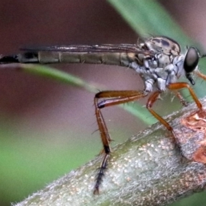 Cerdistus sp. (genus) at Ainslie, ACT - 16 Nov 2018