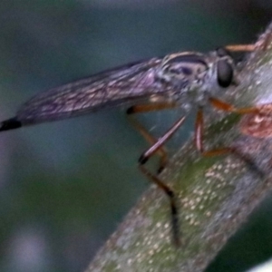 Cerdistus sp. (genus) at Ainslie, ACT - 16 Nov 2018