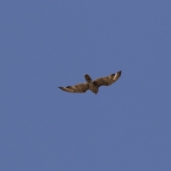 Falco berigora (Brown Falcon) at Dunlop, ACT - 15 Nov 2018 by Alison Milton