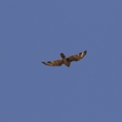 Falco berigora (Brown Falcon) at Dunlop, ACT - 15 Nov 2018 by AlisonMilton