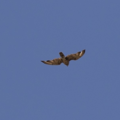 Falco berigora (Brown Falcon) at Dunlop, ACT - 15 Nov 2018 by AlisonMilton