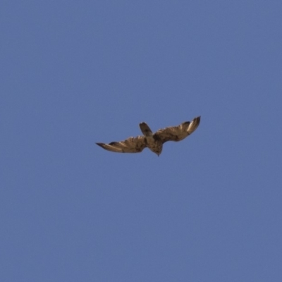 Falco berigora (Brown Falcon) at Dunlop, ACT - 15 Nov 2018 by Alison Milton
