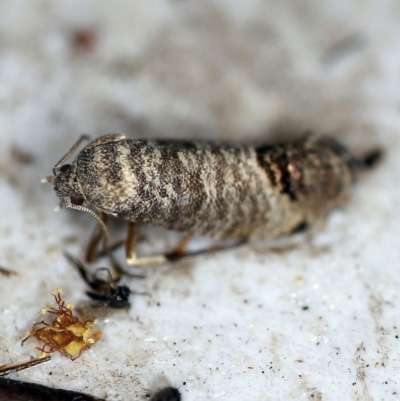 Cydia pomonella (Codling Moth) at O'Connor, ACT - 17 Nov 2018 by ibaird