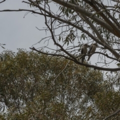 Dacelo novaeguineae (Laughing Kookaburra) at Mount Clear, ACT - 13 Nov 2018 by RichForshaw