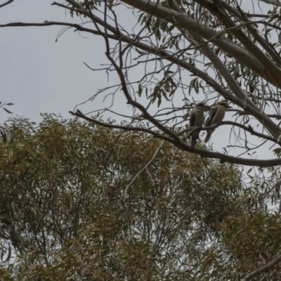 Dacelo novaeguineae (Laughing Kookaburra) at Namadgi National Park - 13 Nov 2018 by Rich Forshaw
