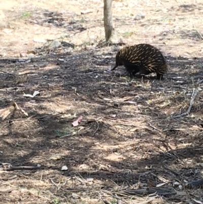 Tachyglossus aculeatus (Short-beaked Echidna) at Red Hill Nature Reserve - 17 Nov 2018 by KL