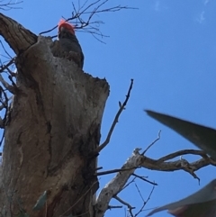 Callocephalon fimbriatum (Gang-gang Cockatoo) at Red Hill to Yarralumla Creek - 17 Nov 2018 by KL